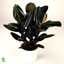 <h4>Ficus elastica 'Abidjan'</h4>