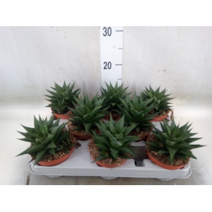 Haworthia limifolia