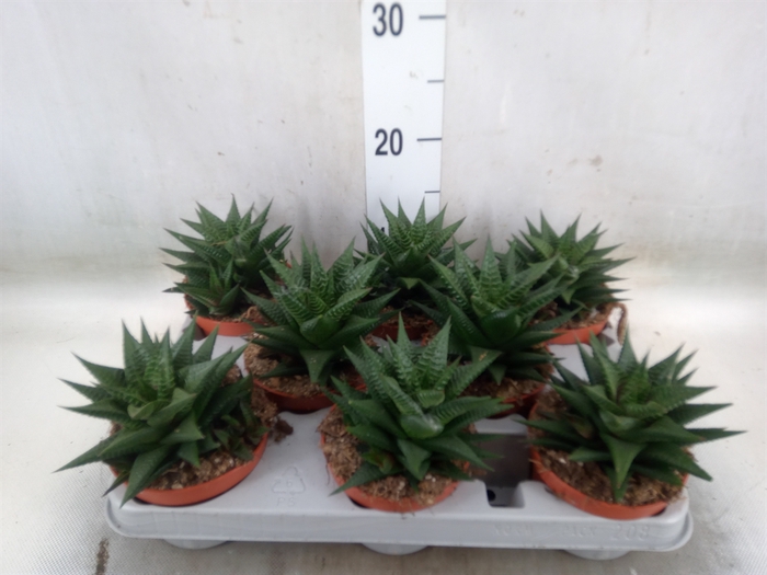 <h4>Haworthia limifolia</h4>