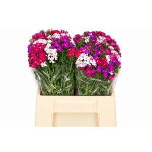 Dianthus Br Aldo Mix Rainbow