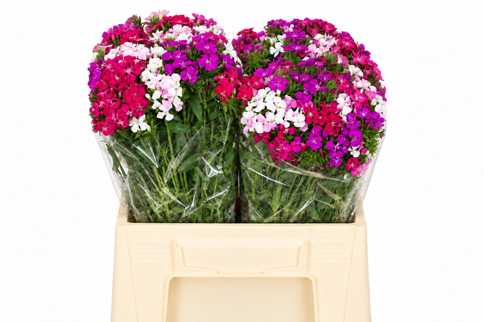 <h4>Dianthus Br Aldo Mix Rainbow</h4>