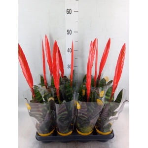 Vriesea  'Era'
