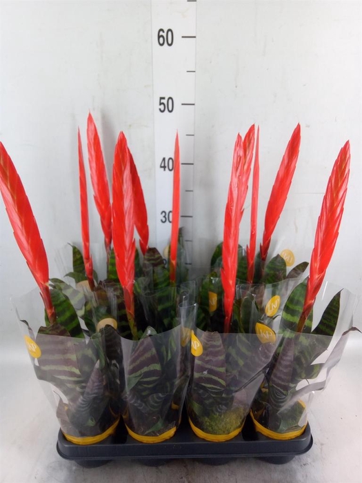 <h4>Vriesea  'Era'</h4>