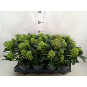 Skimmia jap. 'White Globe'