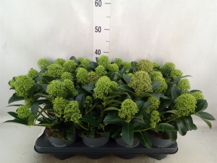 <h4>Skimmia jap. 'White Globe'</h4>