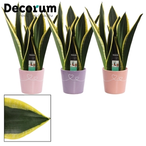 Sansevieria Night Shade 12 cm in Romy (Party Love-collection)