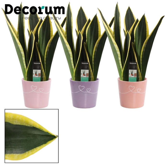 <h4>Sansevieria Night Shade 12 cm in Romy (Party Love-collection)</h4>