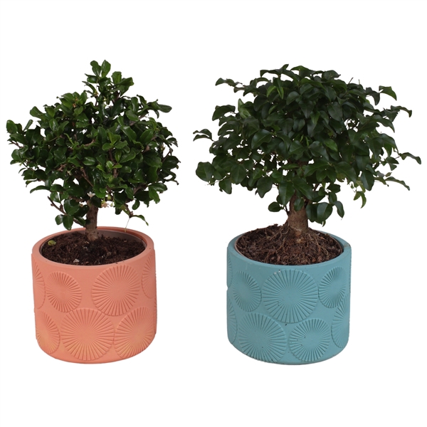 <h4>Bonsai Indoor Mix Ø12cm Ball Shape in Ø14cm Ceramic EV464</h4>