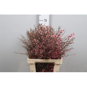 Genista Pink 200gr