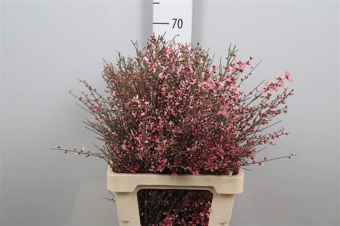 <h4>Genista Pink 200gr</h4>