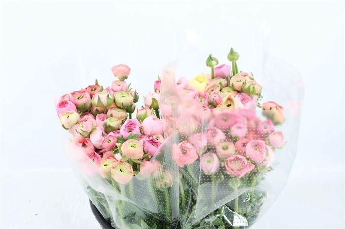 <h4>Ran Amandine Pastel</h4>