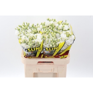 Eus G Alissa Pur Whi