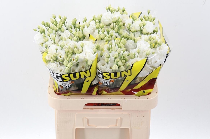 <h4>Eus G Alissa Pur Whi</h4>