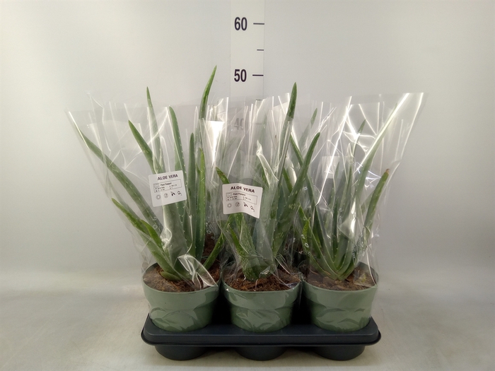 <h4>Aloe vera</h4>
