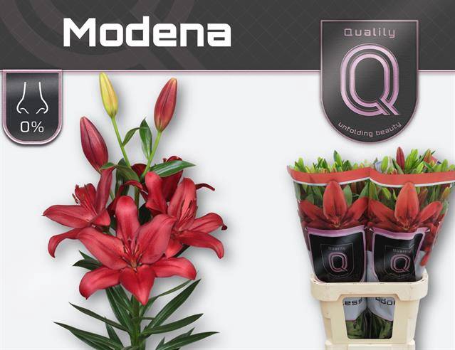 <h4>LI LA MODENA</h4>