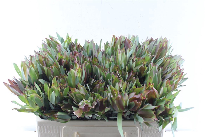 <h4>Leucad High Light</h4>