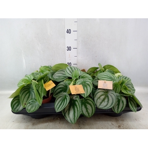 Peperomia argyreia