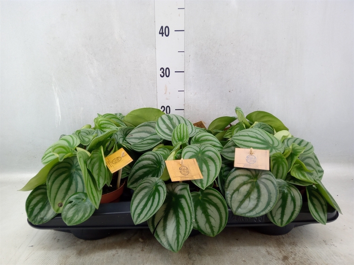 Peperomia argyreia