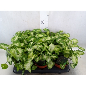 Syngonium  'Pixie'