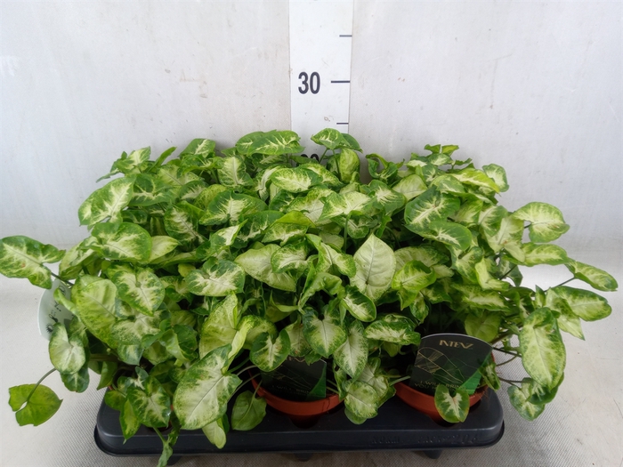 <h4>Syngonium  'Pixie'</h4>