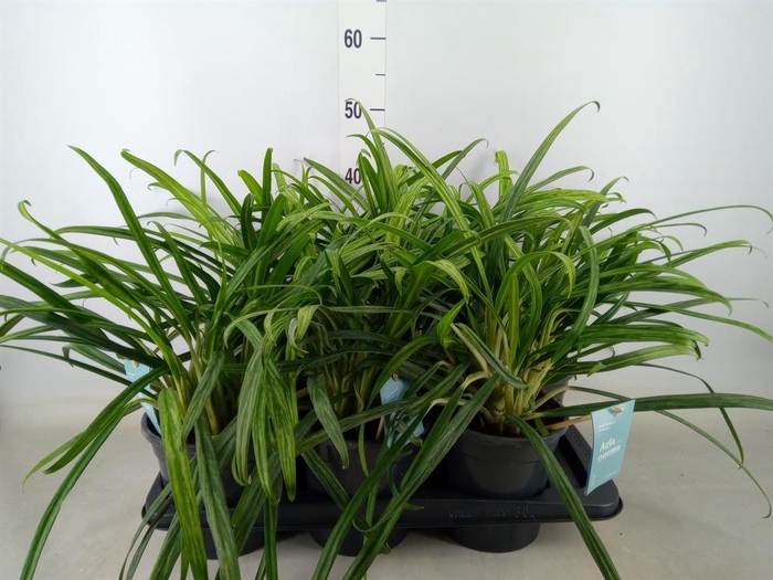 <h4>Aglaonema   ...</h4>