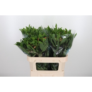 Alstroemeria Vixen 80 Gram