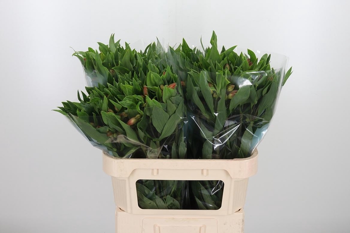 <h4>Alstroemeria Vixen 80 Gram</h4>