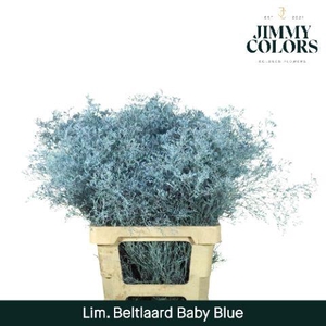Lim Bel L70 Light Blue