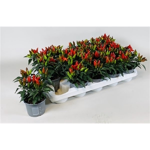 Capsicum annuum Salsa red