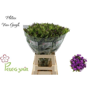 PHLOX P VAN GOGH
