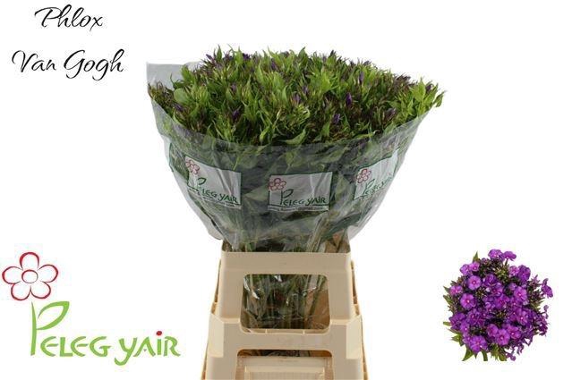 <h4>PHLOX P VAN GOGH</h4>