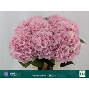 Verena Pink - 65CM