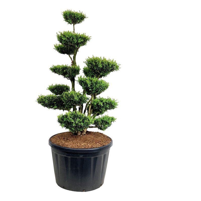 <h4>Buxus sempervirens</h4>