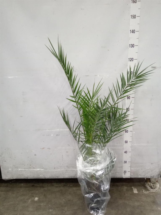 <h4>Phoenix canariensis</h4>