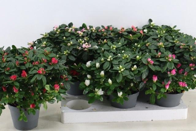 <h4>RHODO SI VOGEL GEM</h4>