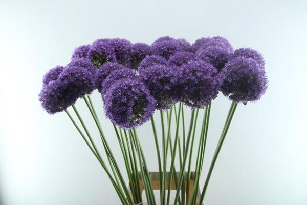 <h4>Allium Ambassador (x30)</h4>