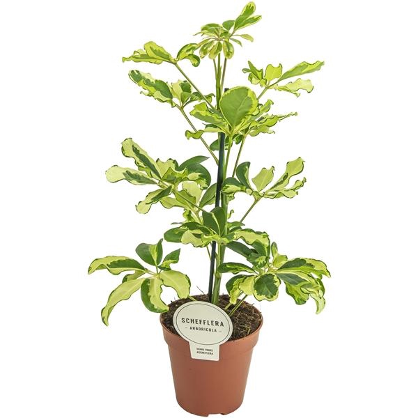<h4>Schefflera arboricola 'Charlotte'</h4>
