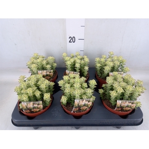 Crassula perforata