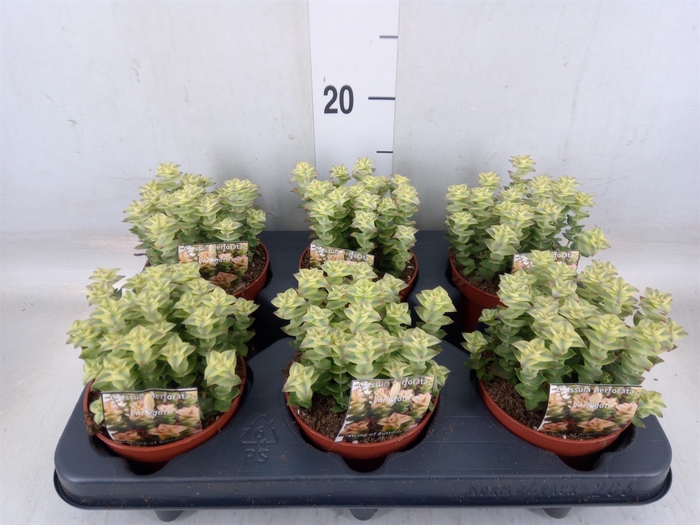<h4>Crassula perforata</h4>