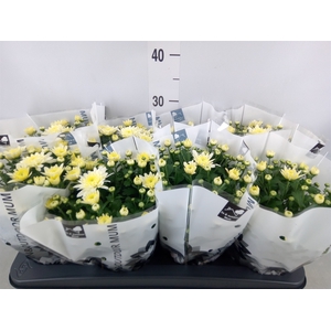 Chrysanthemum  'Homerun White'