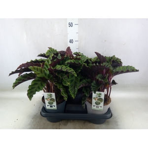 Calathea   ...