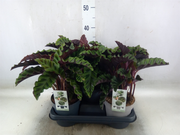 <h4>Calathea   ...</h4>
