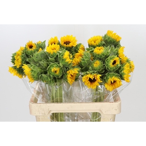 Helianthus Orange Fire