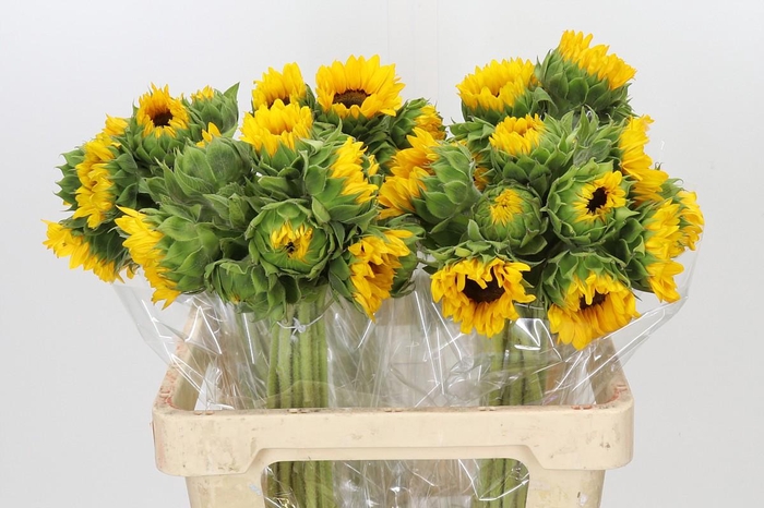 Helianthus Orange Fire
