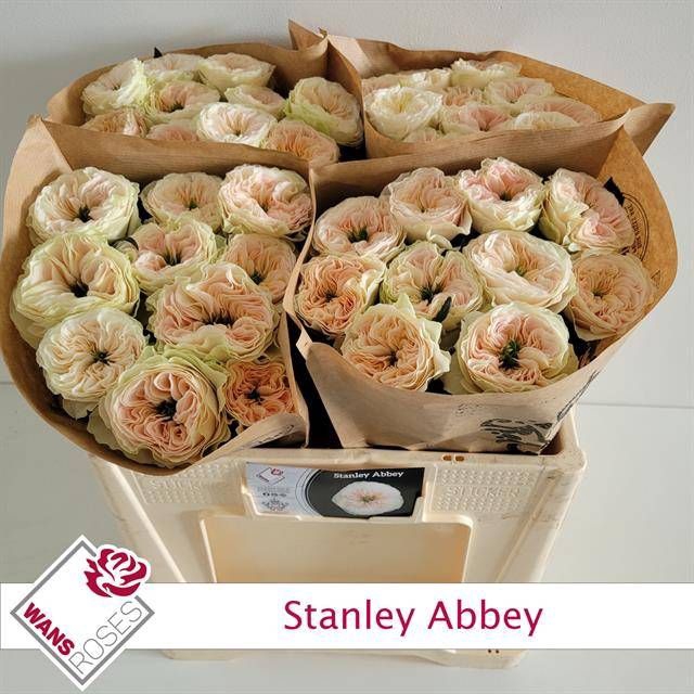 <h4>R GR STANLEY ABBEY</h4>