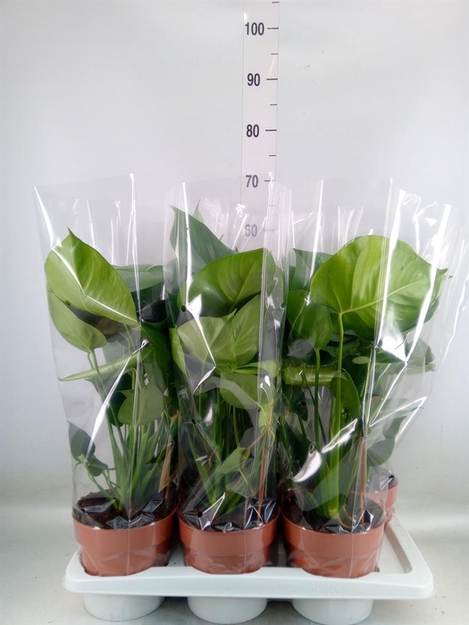 <h4>Monstera delic.</h4>