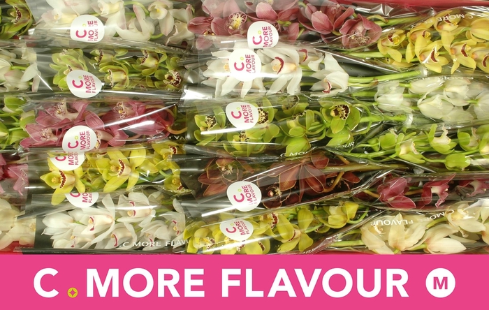 <h4>CYMB MI GEM</h4>