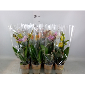 Phalaenopsis   ...mix