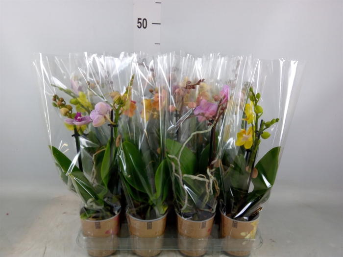 <h4>Phalaenopsis   ...mix</h4>