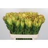 Leucadendron Goldstrike